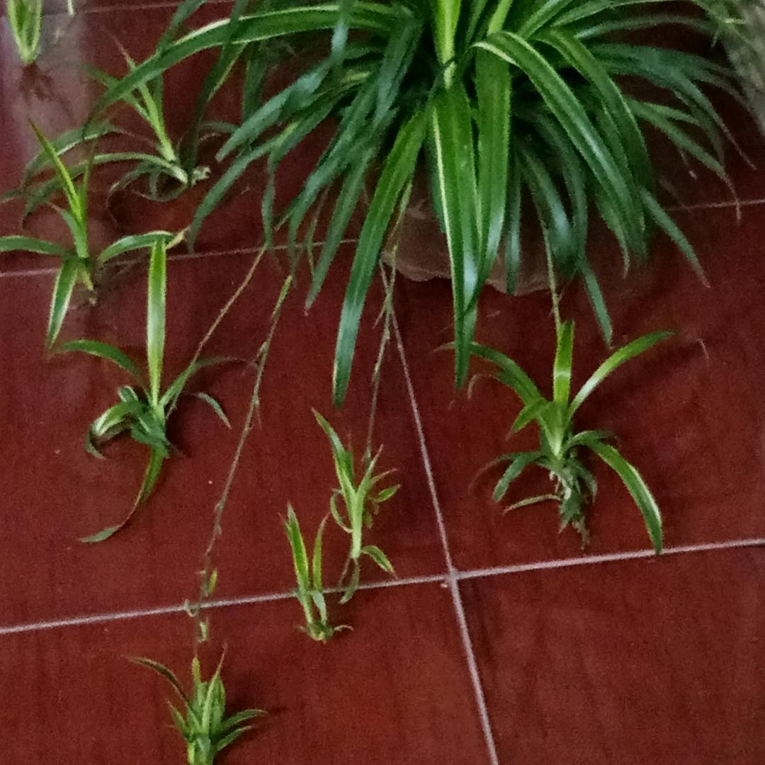 75后老阿姨