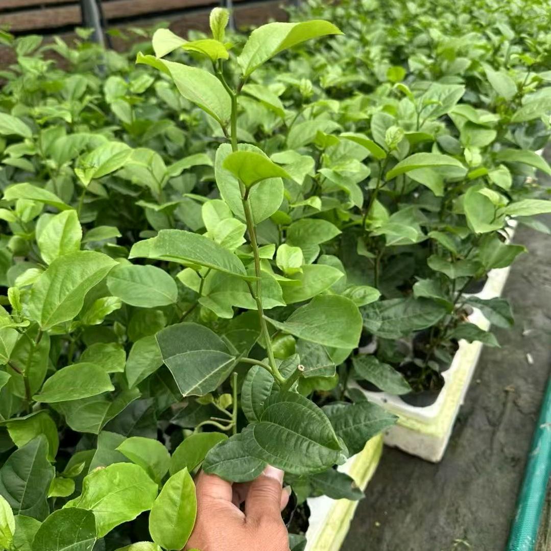 小李农业百香果嫁接苗出售