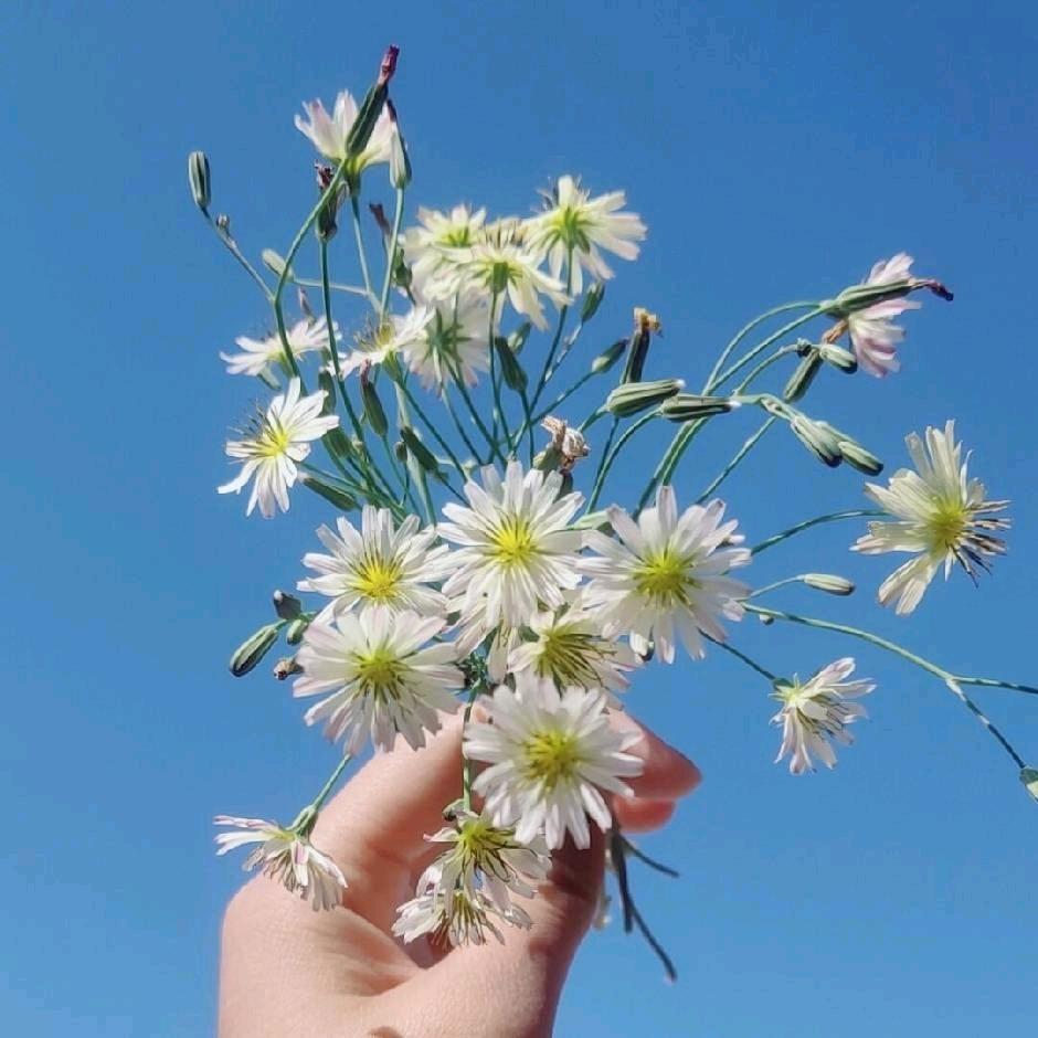 风一样的女子