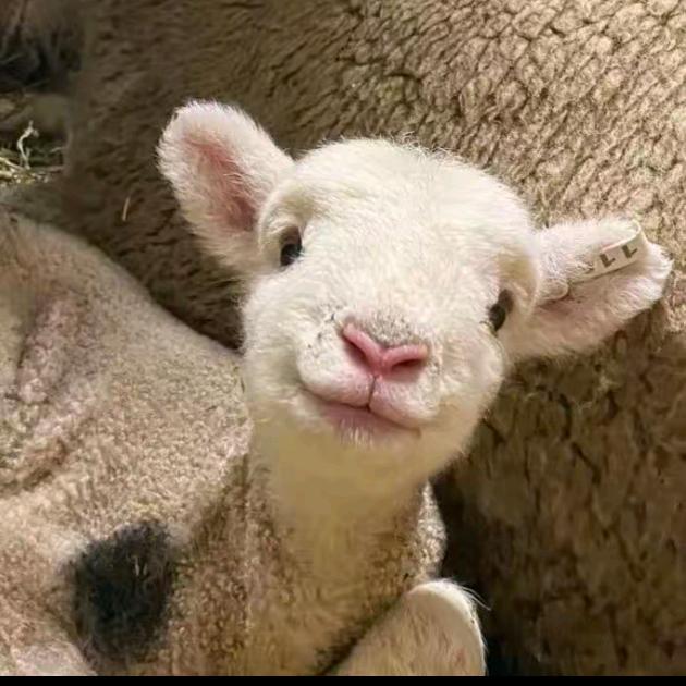 安得广厦千万间