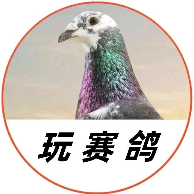 和田赛鸽正能量本人