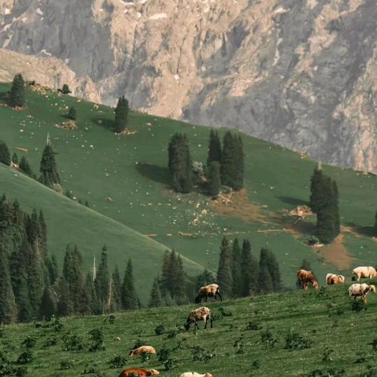 吉吉国王(working)