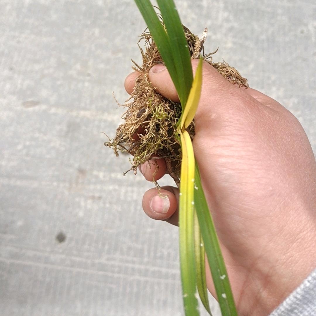 骑着蜗牛去赶集