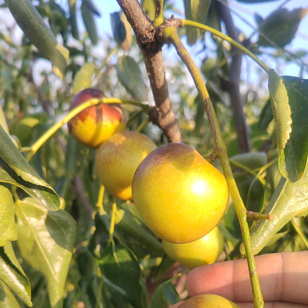 丰禾好物