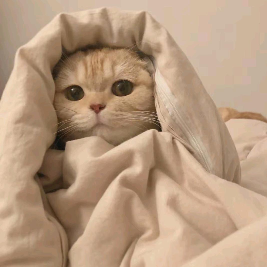 呆呆熊不呆🧸