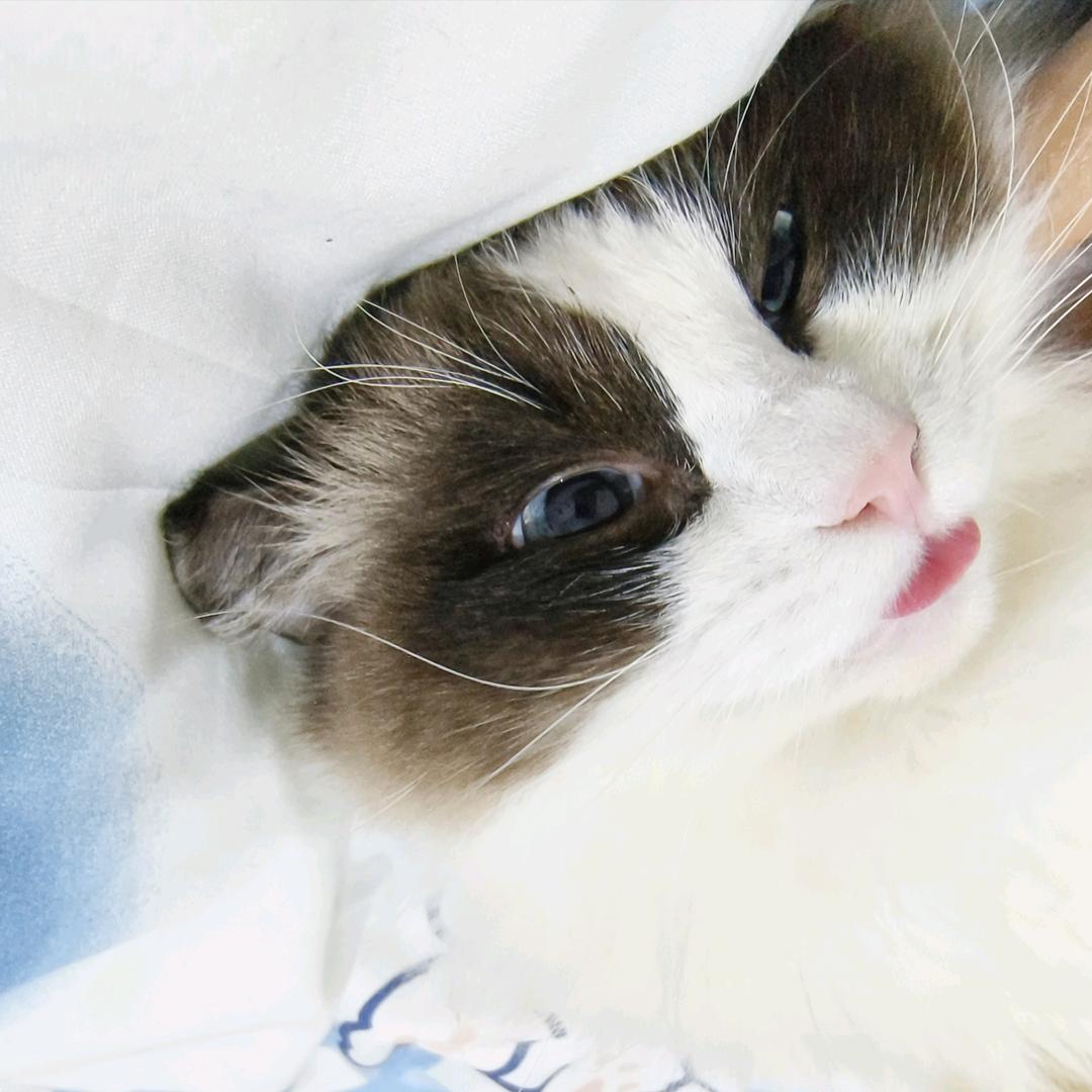 小懒猪（╯3╰）