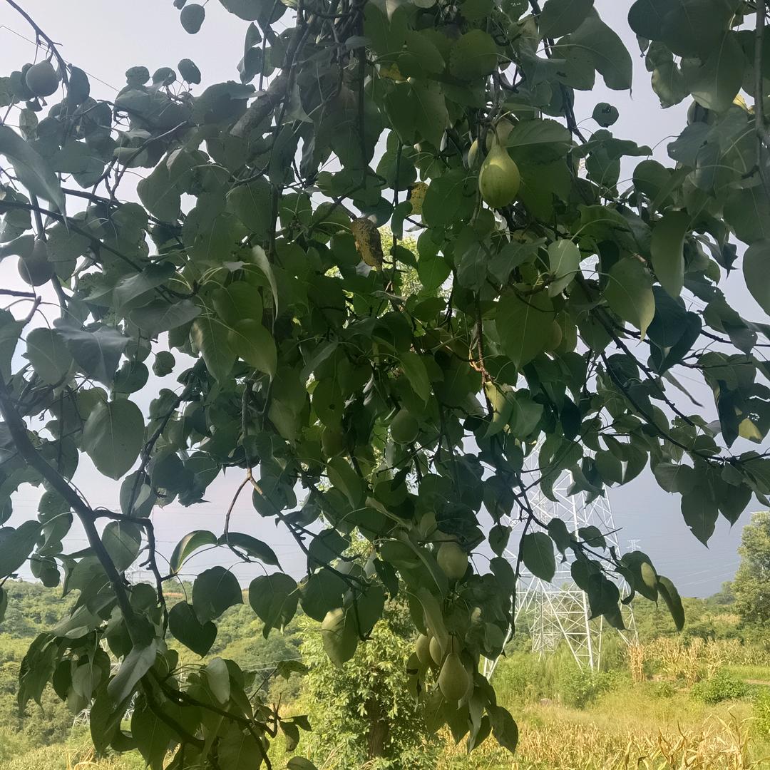 云南的女重庆的媳妇