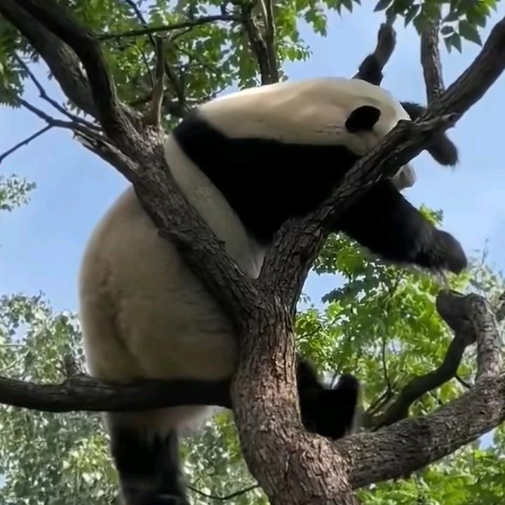 百事可乐～