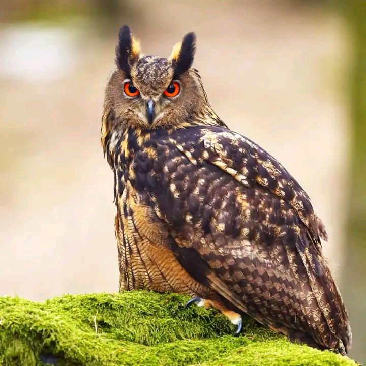 扯淡的人生！！