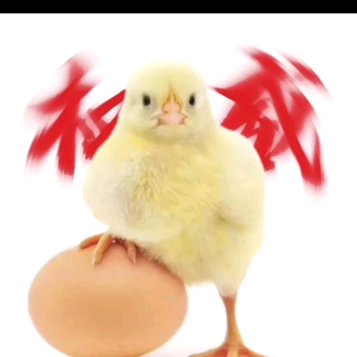 鸡蛋