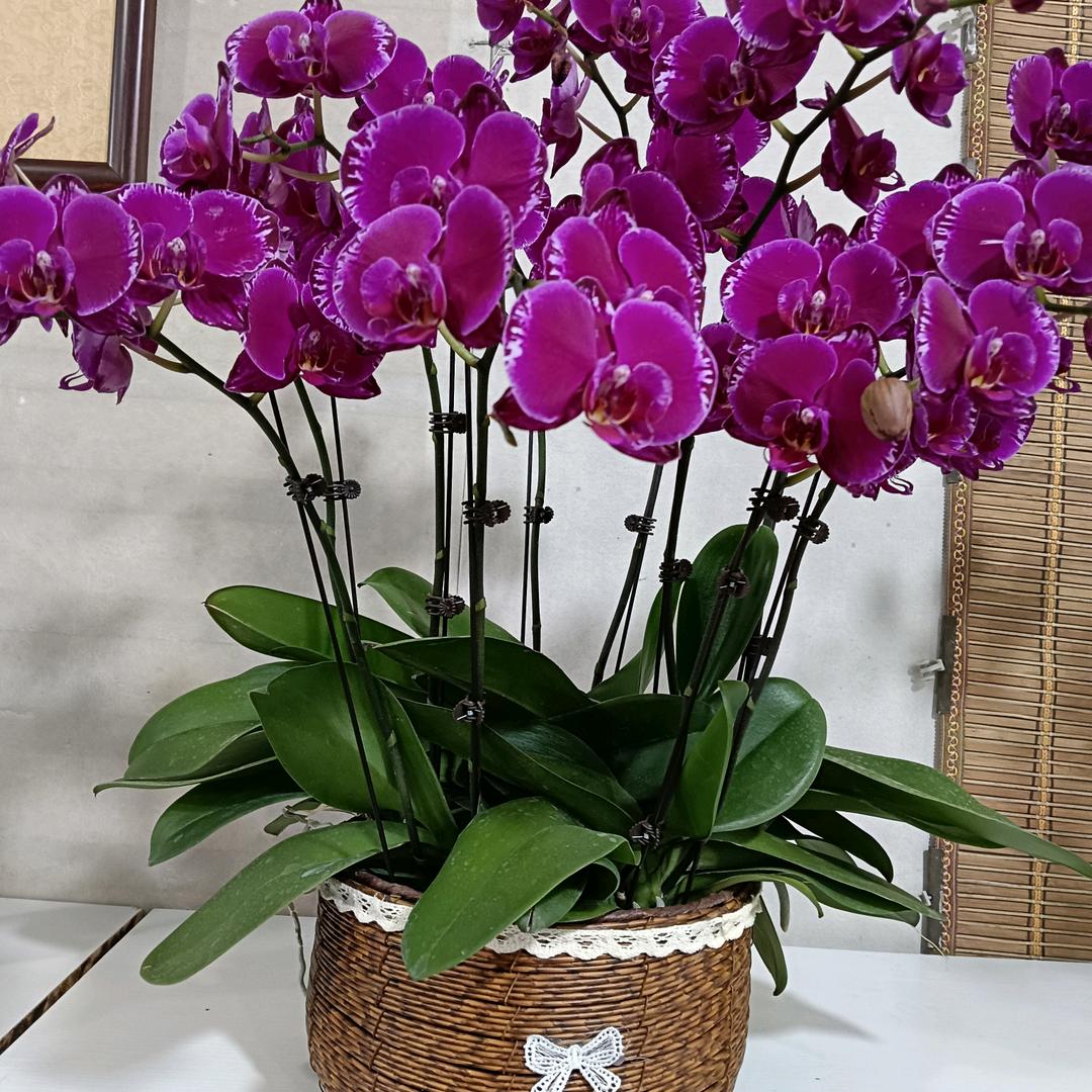 开心快乐(晚8点直播)