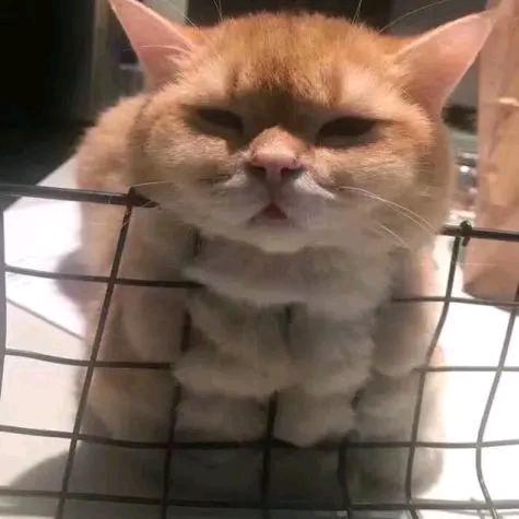 一条胖头鱼（缺剁椒版）