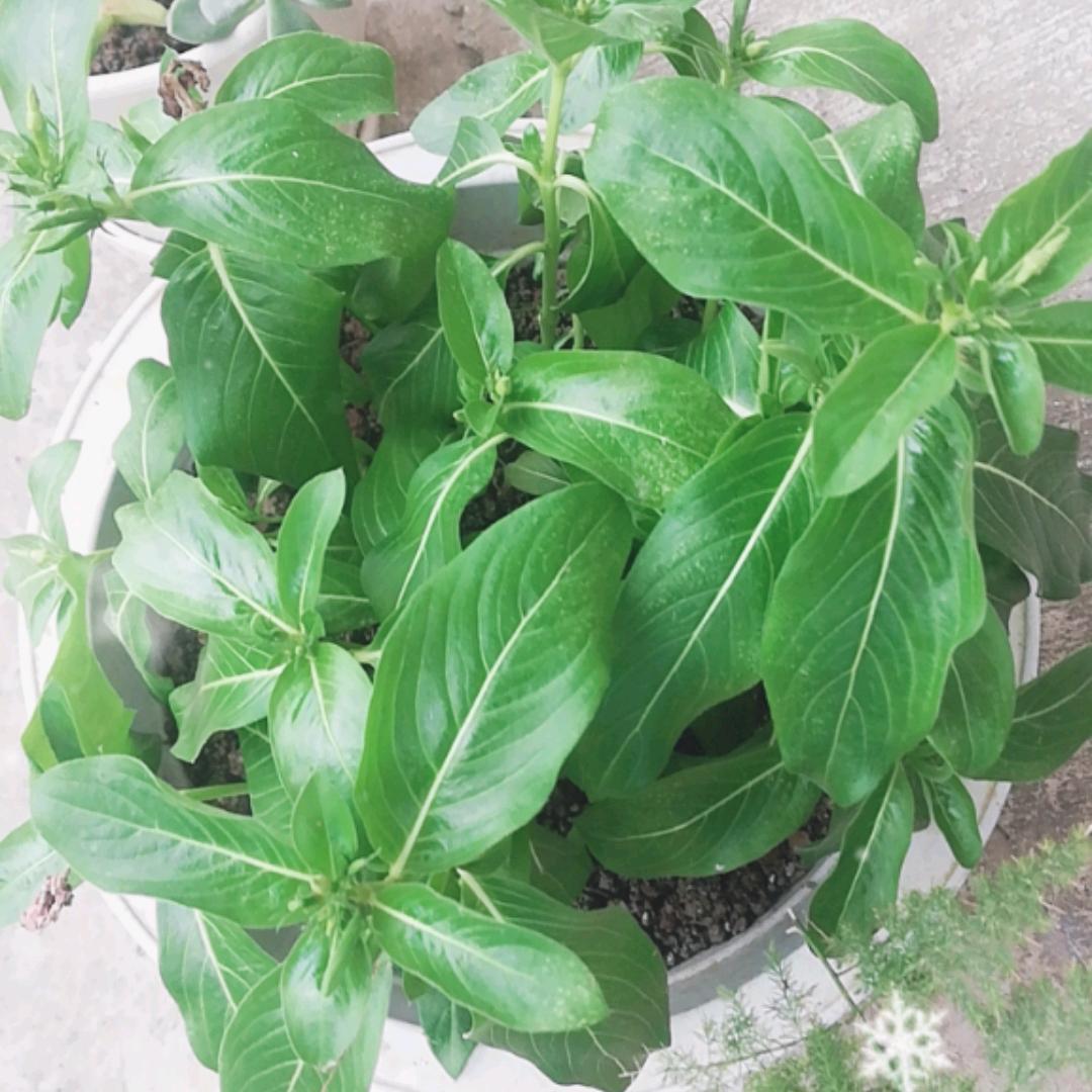子衿