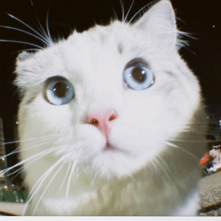 是虎不是猫