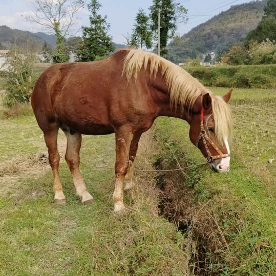 邵荣（种植农业）