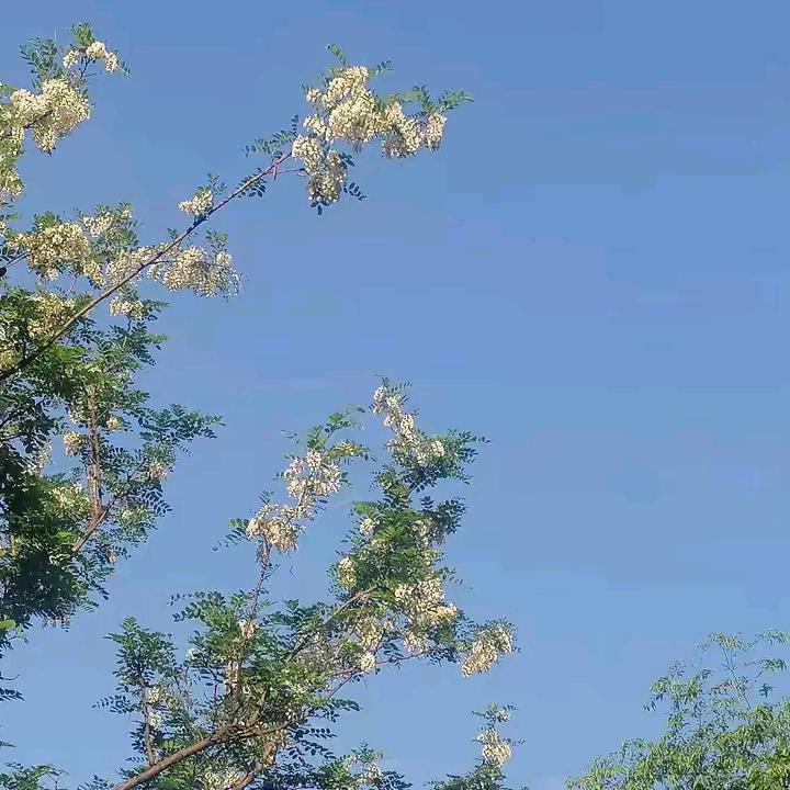 真善美