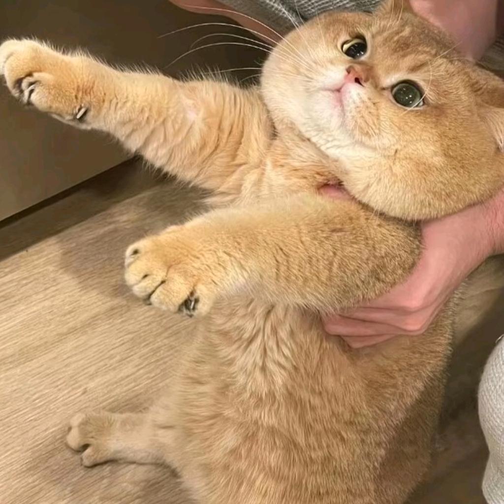 冬眠