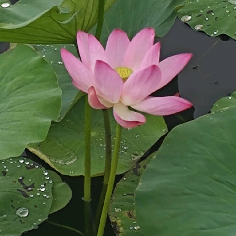 游子