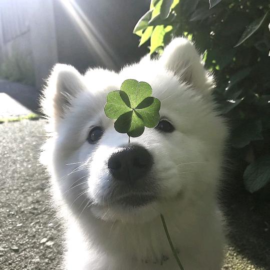 小鱼丸（早睡早起版）