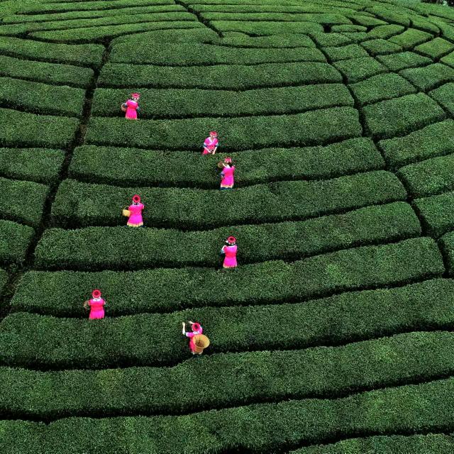 七仙女茶
