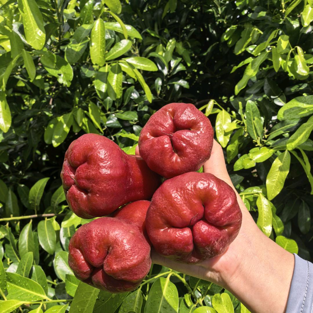 红河树下晴天农业有限责任公司