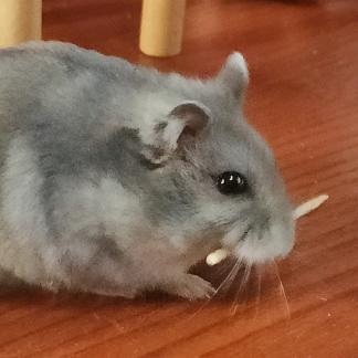 骂我替我挡灾（表情包在审核中