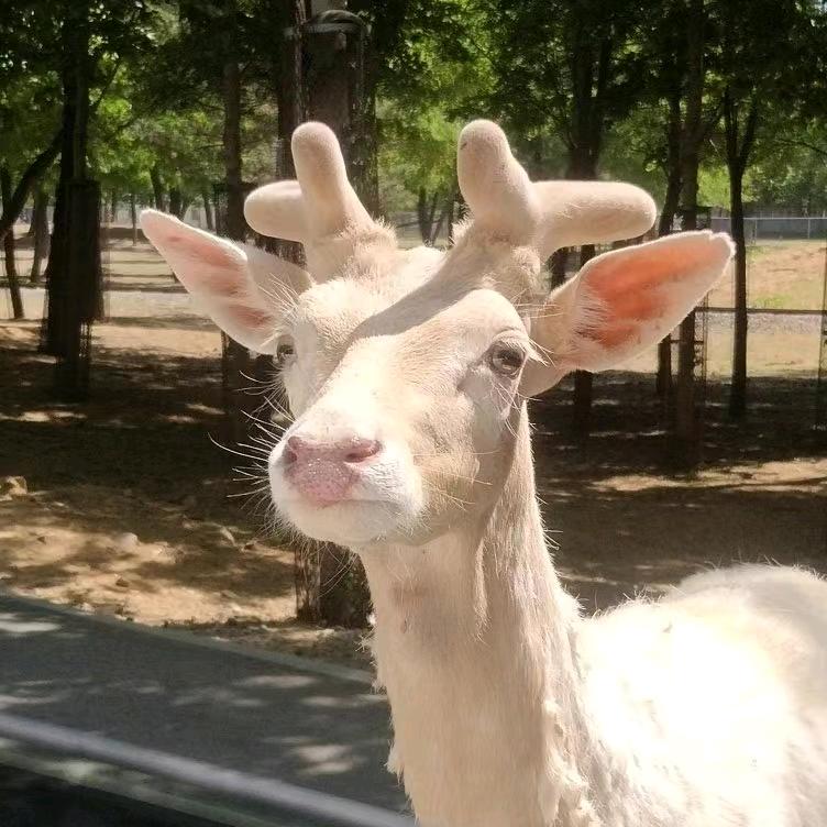 小神彤（求职版）