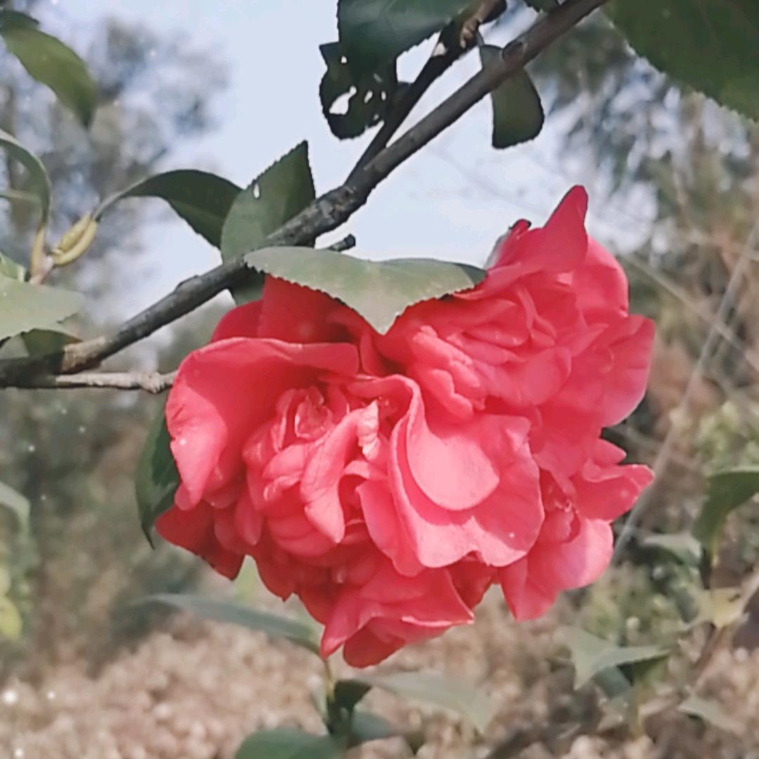 吕奶奶