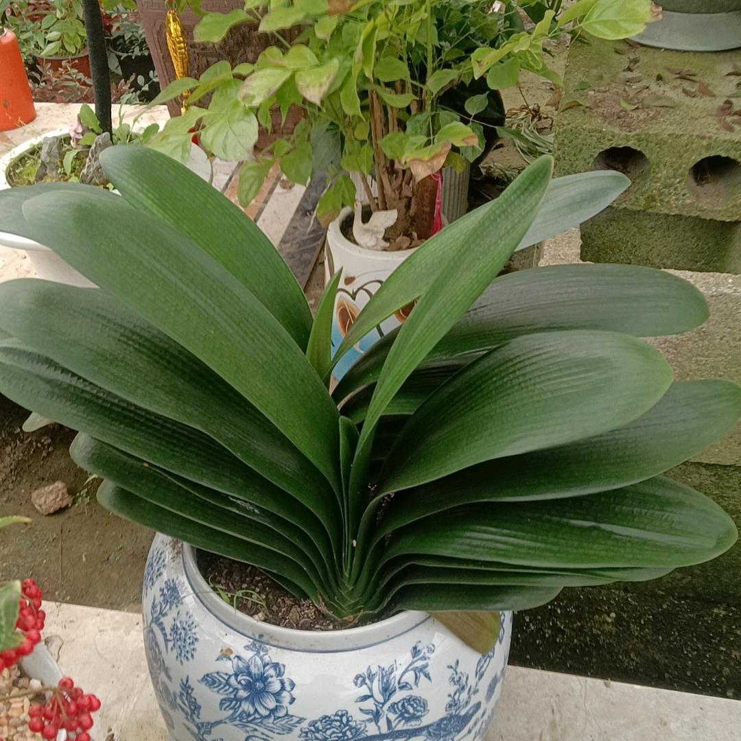 刘德扬