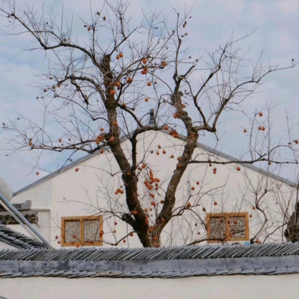 🕊꧔ꦿ᭄万般皆᭄是命