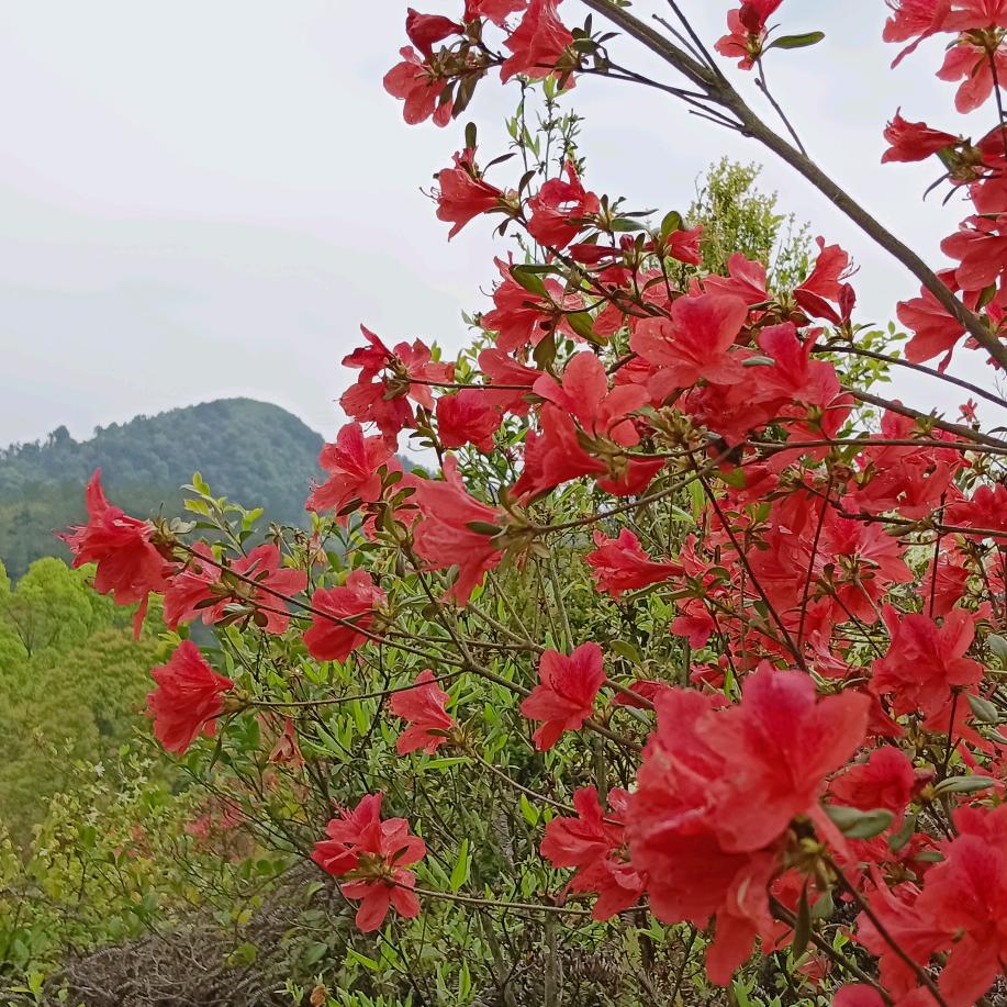 🏘苏十一🇨🇳