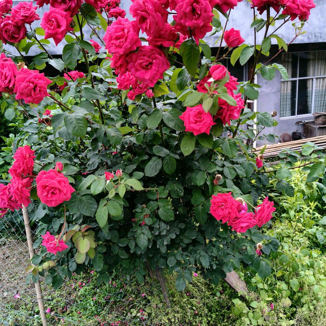 梦想成真。