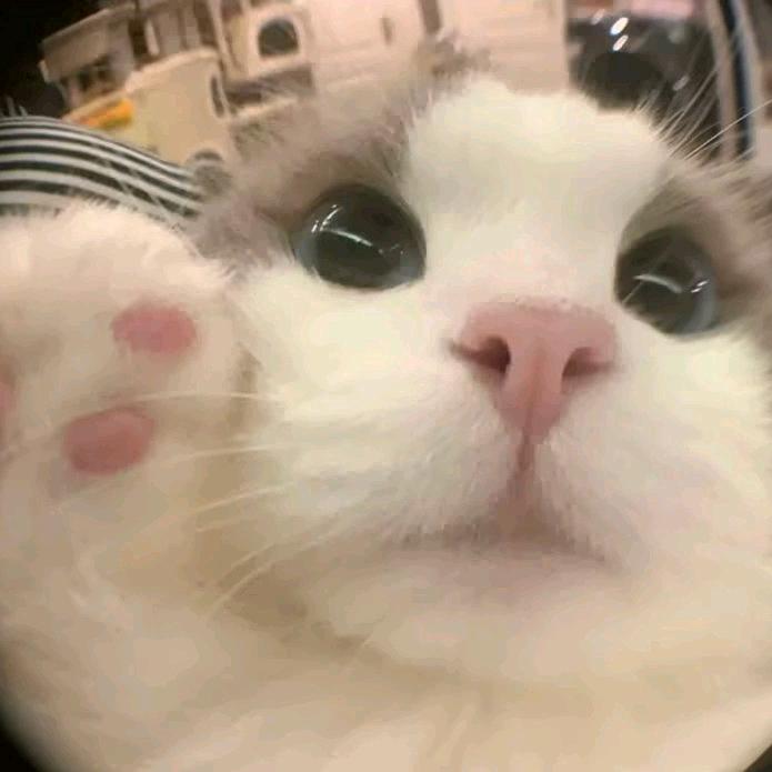 鸡蛋糕头像
