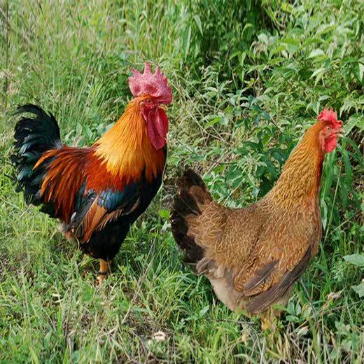 陈基平（走地鸡）