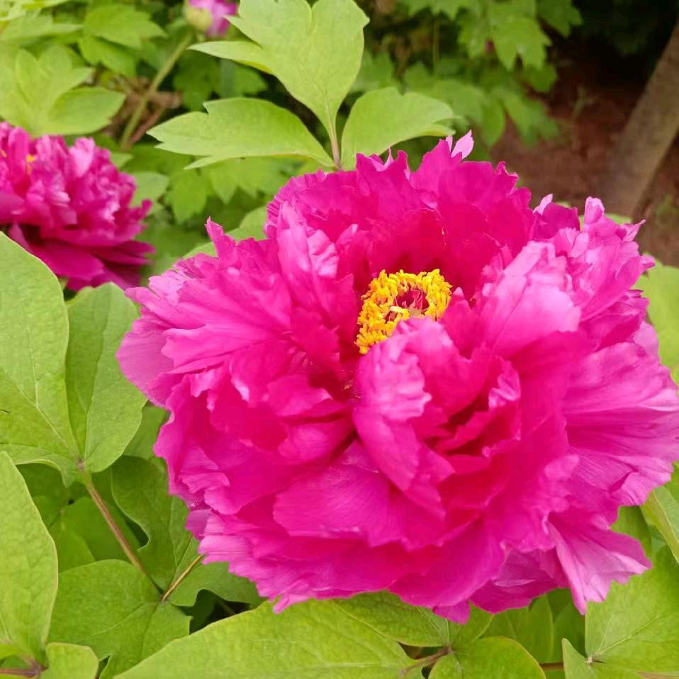 蒙福