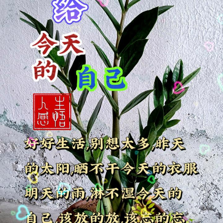 泽泽二哥