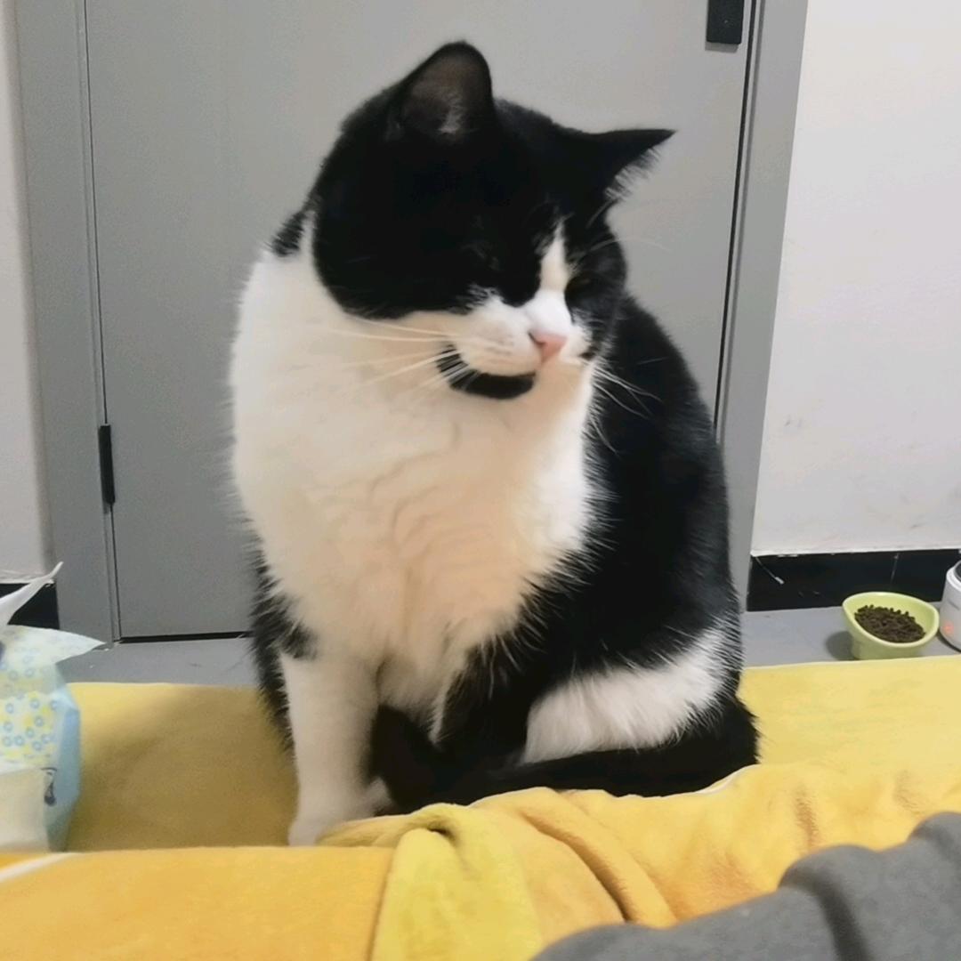 三觉猫