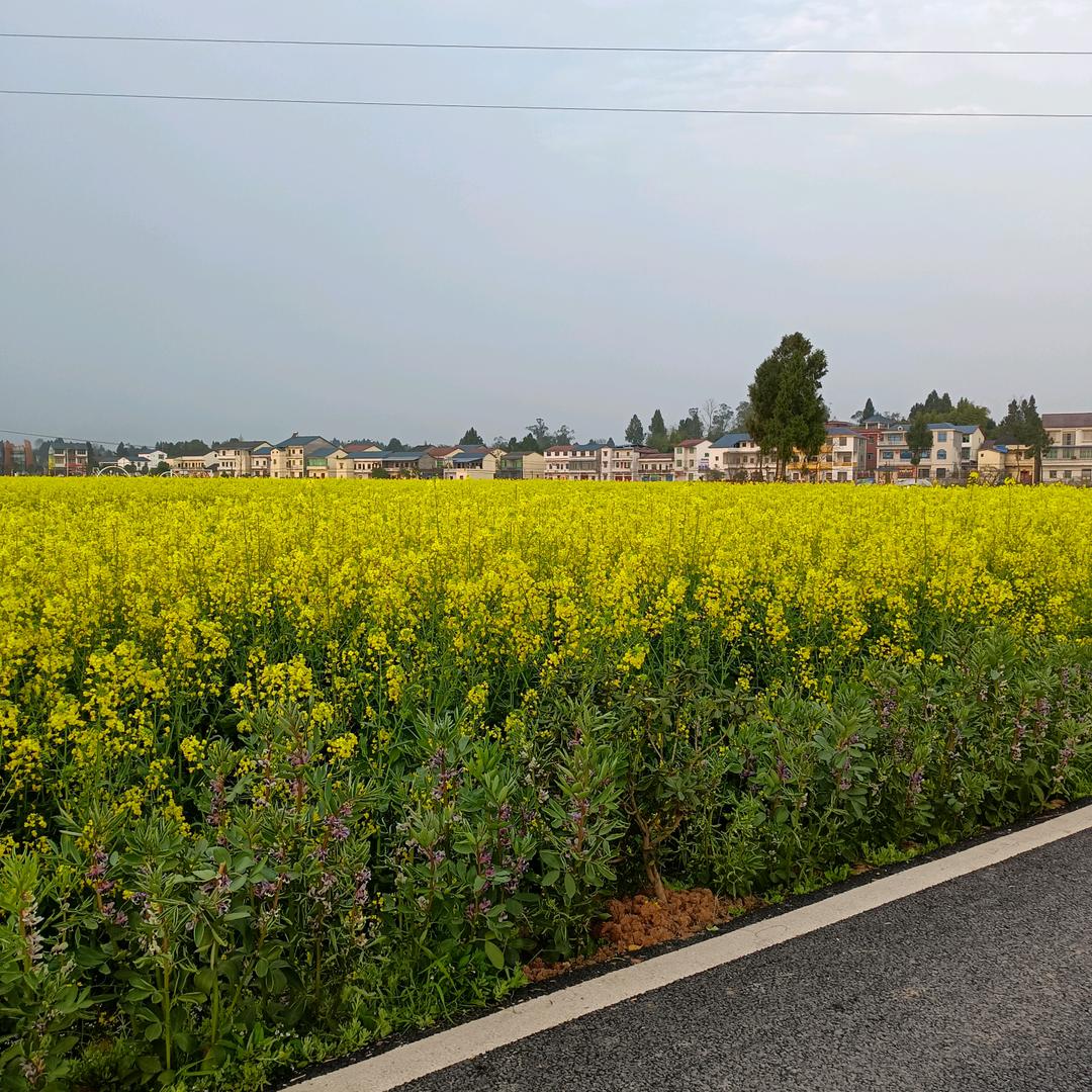 开心🌹🌹🌹🌹