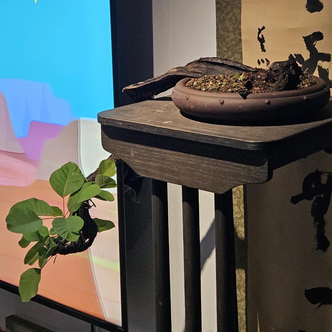 闲暇盆栽