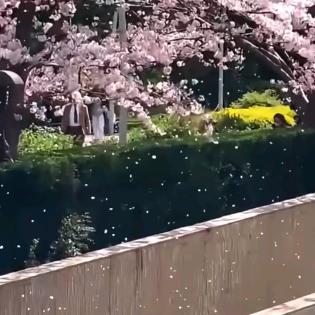 幸运召唤师