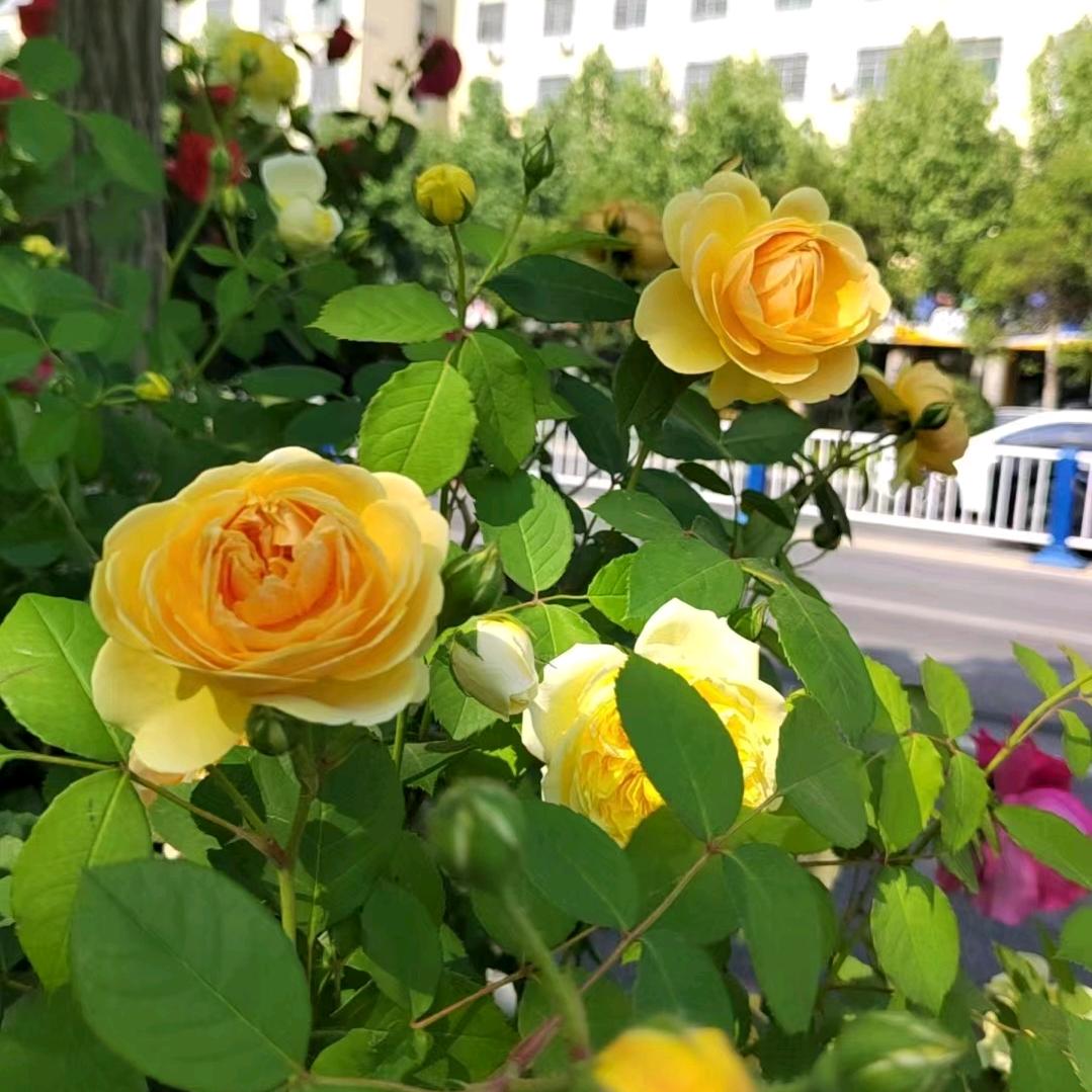 头哥