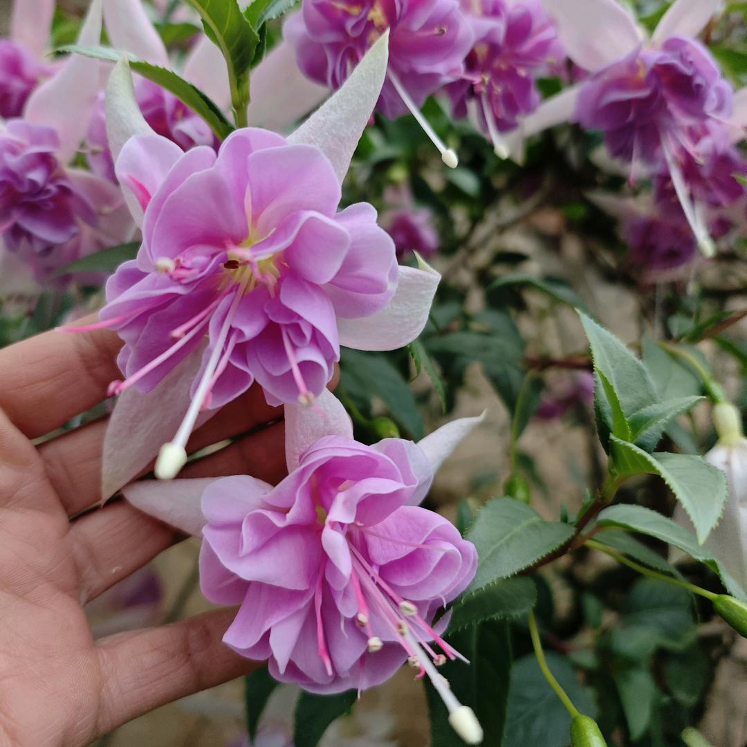 橄榄花园