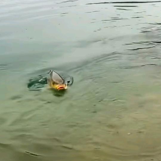 河里有鱼