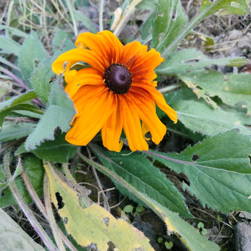 陪儿抗白《骨髓移植后》