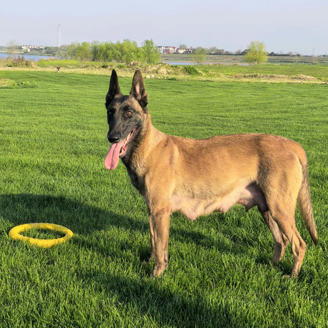 @马犬旺财（爱好者）