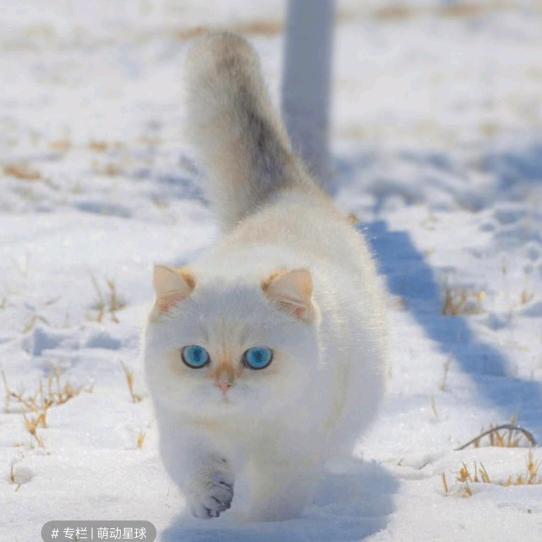 猪妞