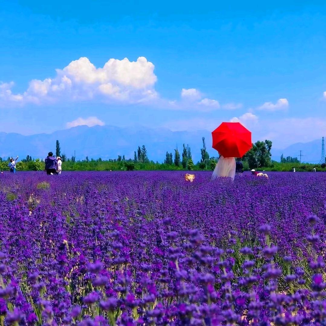 任性的天才（维汉）