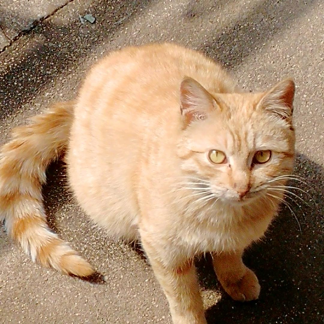 吃了吗～吃我一拳✔