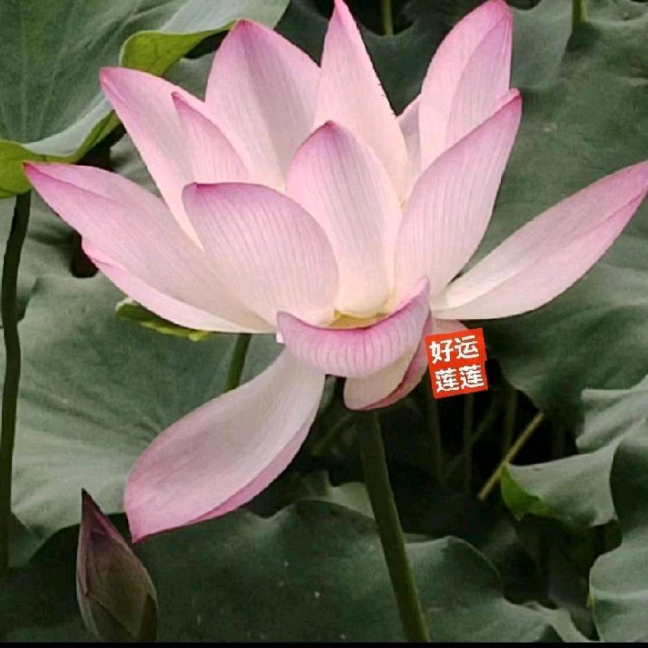 金金🈶味.微笑向暖