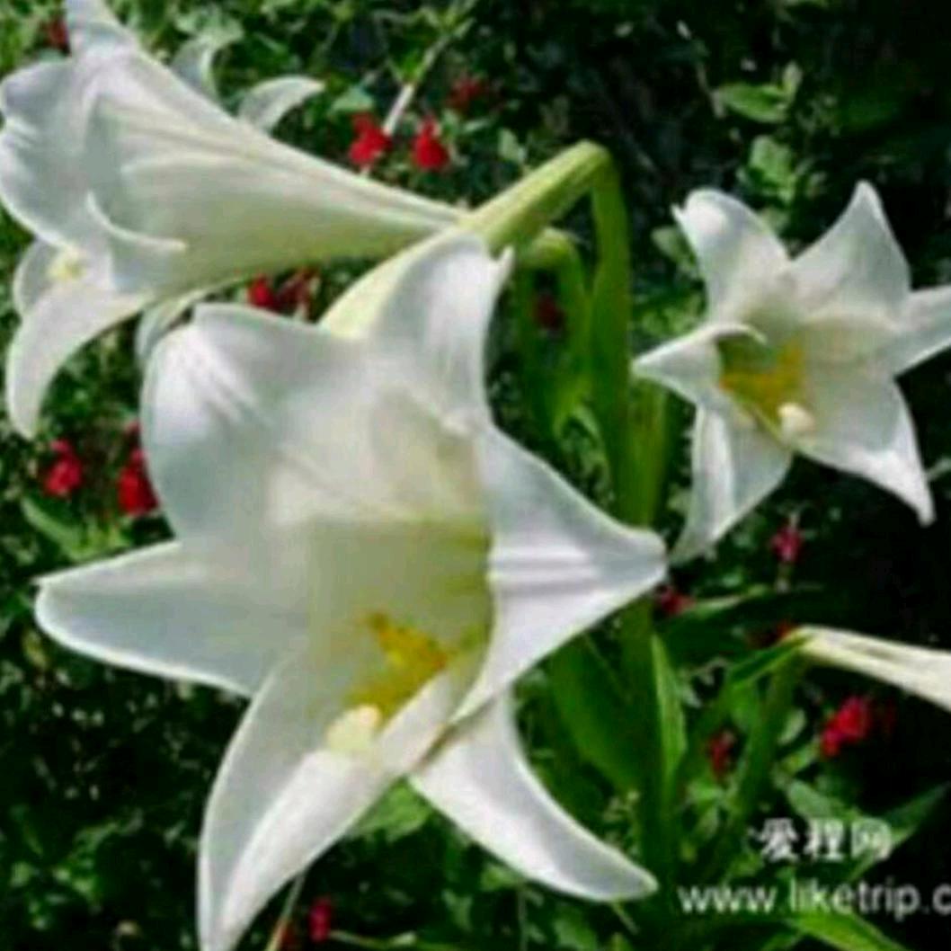 香水百合(拒私聊)